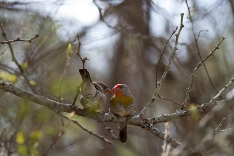 Green-winged Pytilia
