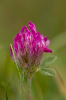 Meadow clover
