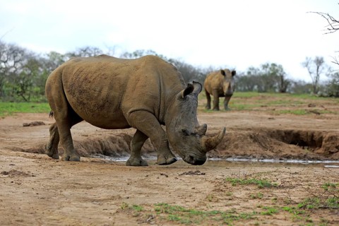 White rhinoceros