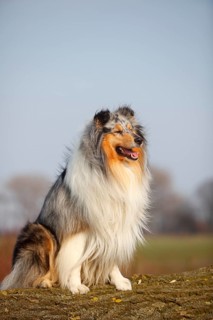 Scottish shepherd dog