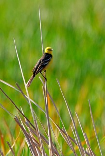 Citrine Wagtail