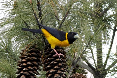 Collared Grosbeak