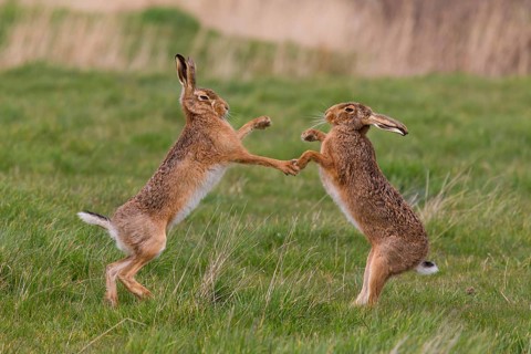 European Hare