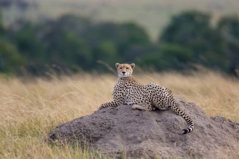 Acinonyx jubatus fearsoni