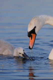 Mute Swan