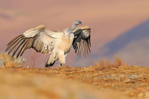 Cape griffon
