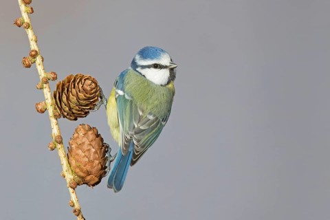 Blue Tit