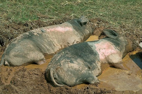 Domestic pig