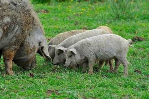 Domestic pig