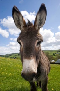 Donkey