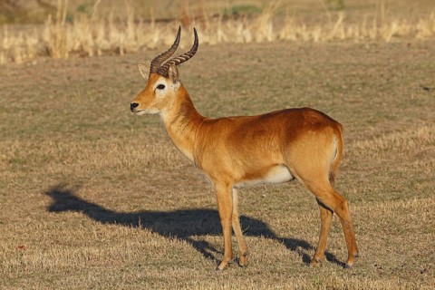 Puku