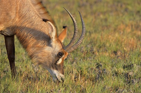 Roan Antelope