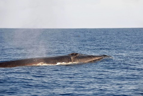 Sei Whale