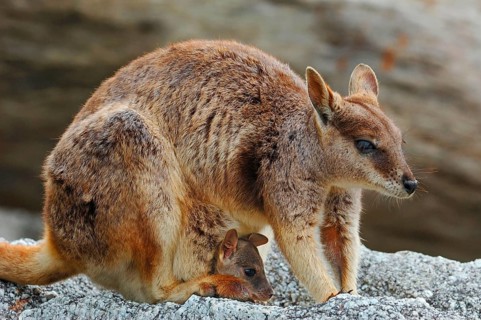 Mareeba Rock Wallaby
