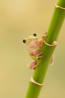 Karolina Treefrog