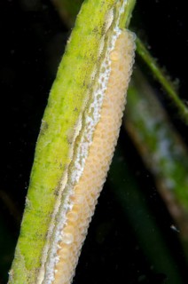 Triangular pipefish