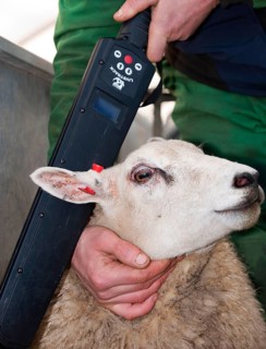 Sheep farming