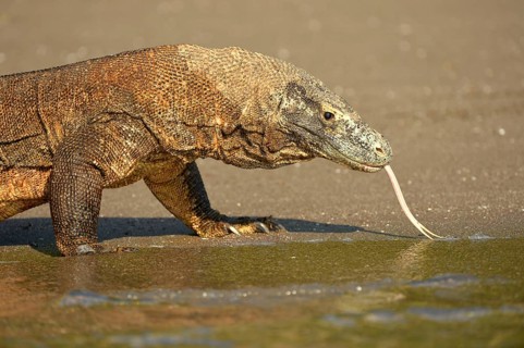 Komodo Dragon