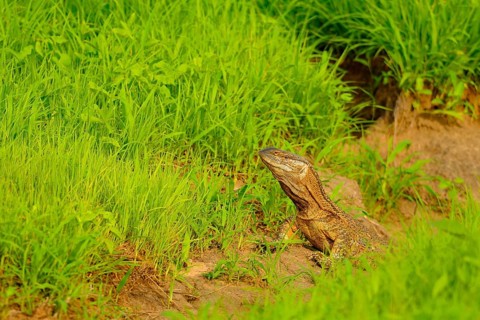 Rock Monitor