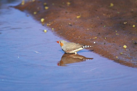 Zebra Finch