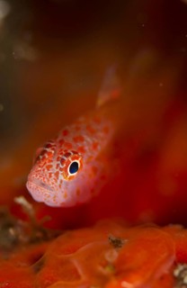 Coral Goby