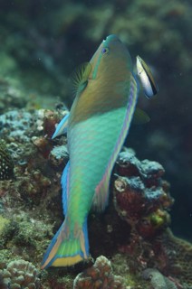 Yellowfin parrotfish