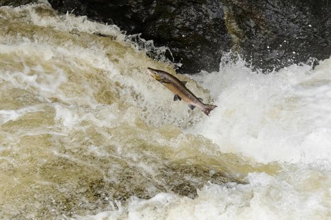 Adult atlantic salmon