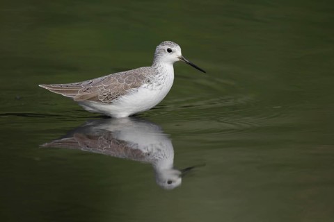Marsh Sandpiper
