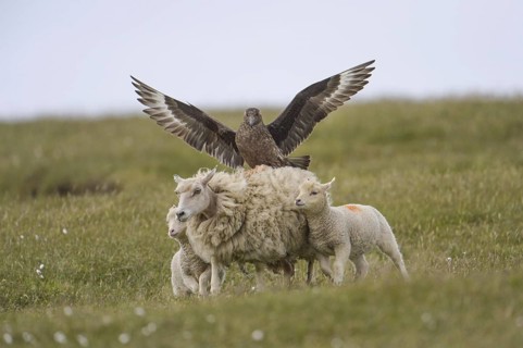 Great skua