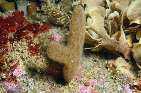 Finger Bryozoan