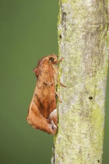 Lunar-spotted Pinion