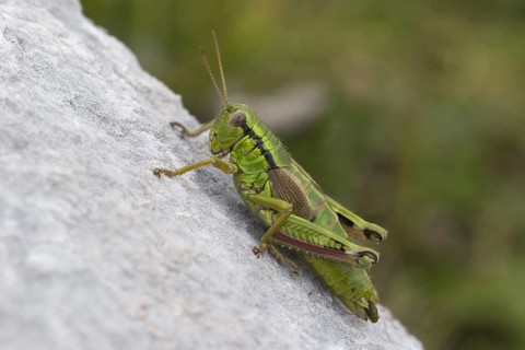 Alpine mountain grasshopper