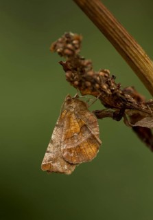Early Thorn Moth