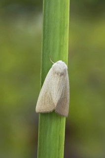 Fen Wainscot