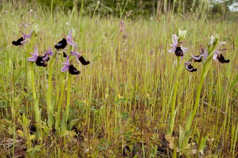 Flowering bertoloni's bee orchid