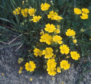 Golden cinquefoil