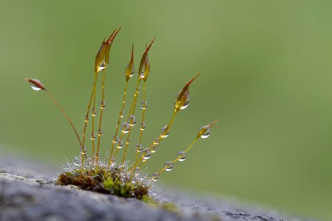 Wall wall screw-moss