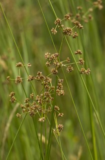 Blunt-flowered rush