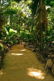 Trails and vegetation in Vallee de Mai National Park