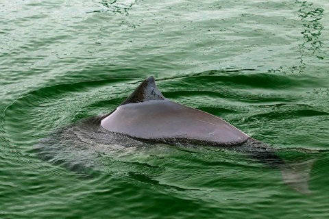 Harbour porpoise