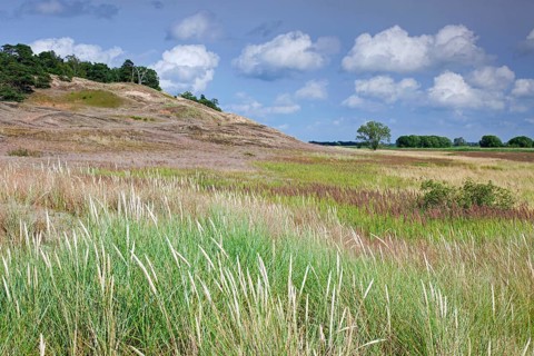 European beach grass in the inland dunes near Klein Schmoelen on the Elbe