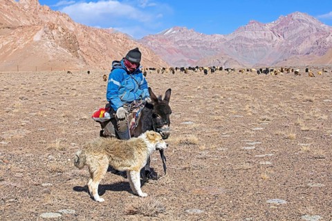 Tajik goatherd on donkey and Central Asian shepherd dog herding domestic goats in the Pamir Mountains