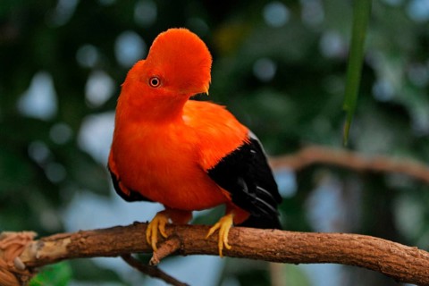 Andean Rock Cock