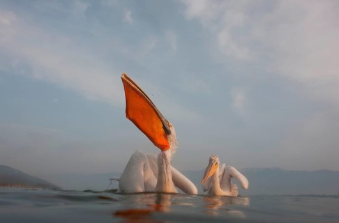 Dalmatian Pelicans