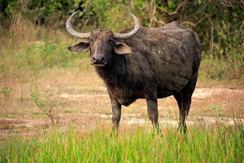 Water buffalo