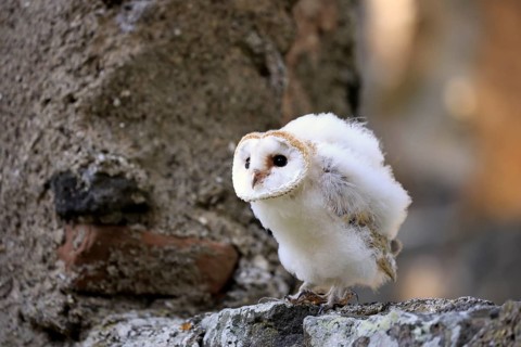 Barn Owl