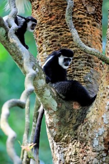 Mantled Guereza
