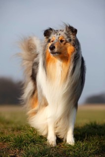 Scottish shepherd dog