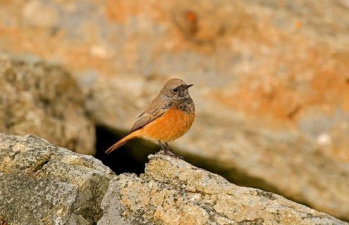 Eastern Black Redstart