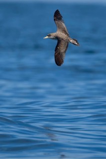 Cory's Shearwater